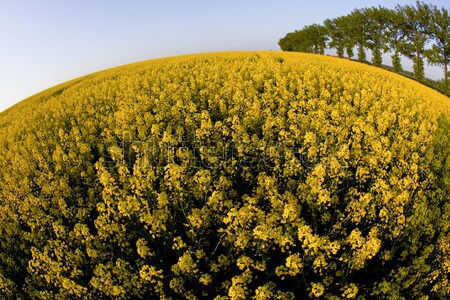 Canola, springtime vivid rural concept Stock photo © JanPietruszka