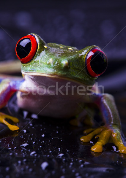 Red eyed frog green tree on colorful background Stock photo © JanPietruszka