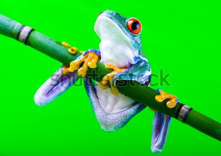 Tree frog on colorful background Stock photo © JanPietruszka