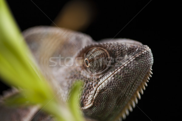 Camaleão bambu preto verde lagarto fundo Foto stock © JanPietruszka