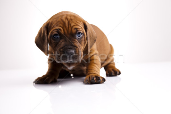 Little dog Stock photo © JanPietruszka