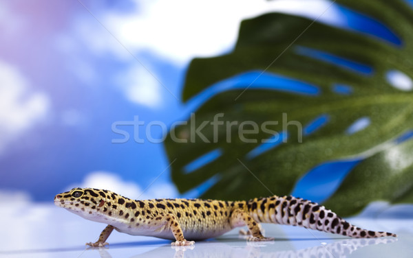 Gecko reptil Eidechse Auge grünen weiß Stock foto © JanPietruszka