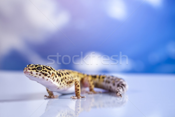 Gecko in a blue sky background Stock photo © JanPietruszka
