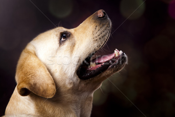 Stock fotó: Labrador · retriever · kutya · arc · portré · állat · kutyakölyök