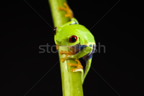 Rana giungla colorato natura foglia rosso Foto d'archivio © JanPietruszka