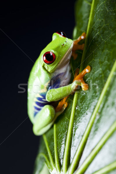エキゾチック カエル カラフル 自然 葉 赤 ストックフォト © JanPietruszka