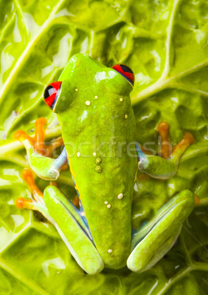 Red eyed frog green tree on colorful background Stock photo © JanPietruszka