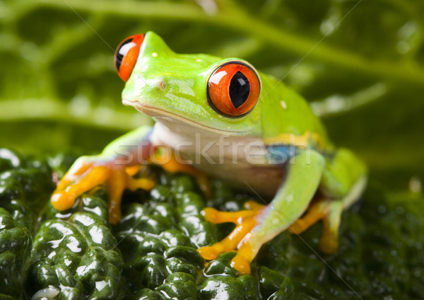 Exotic frog in indonesia, Rhacophorus reinwardtii on colorful ba Stock photo © JanPietruszka