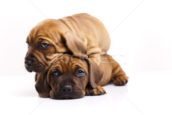 Puppies weinig hond baby honden jonge Stockfoto © JanPietruszka