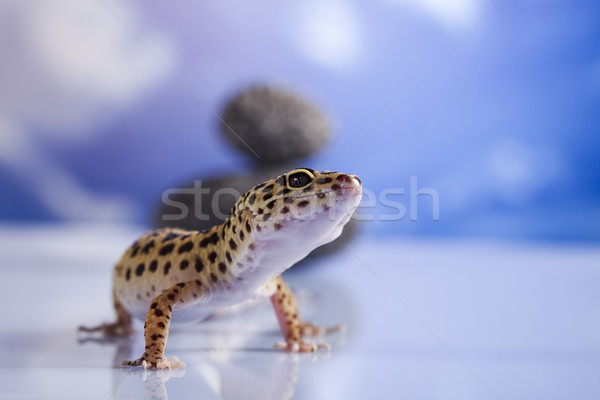 Stock photo: Gecko in a blue sky background