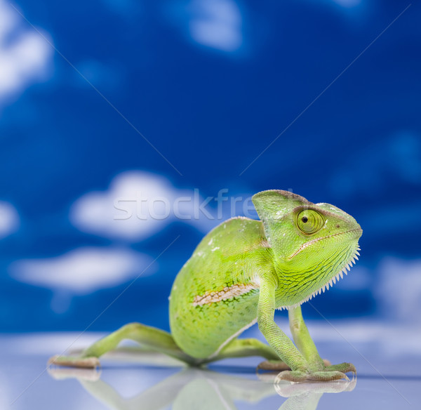 Camaleón cruz fondo retrato animales funny Foto stock © JanPietruszka