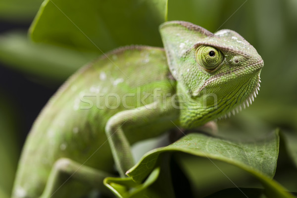 ящерицы семей Chameleon крест фон портрет Сток-фото © JanPietruszka