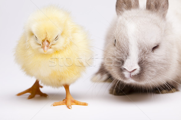 Happy Easter, Chickens in bunny Stock photo © JanPietruszka