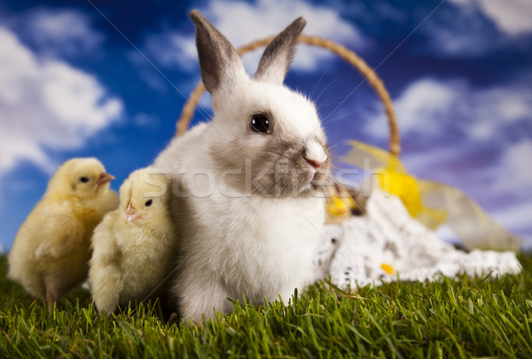 Vacaciones hierba animales Pascua primavera conejo Foto stock © JanPietruszka