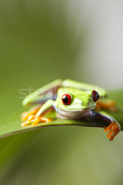 Red eye tree frog Stock photo © JanPietruszka