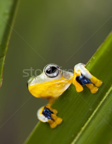 Egzotik kurbağa Endonezya yeşil tropikal hayvan Stok fotoğraf © JanPietruszka