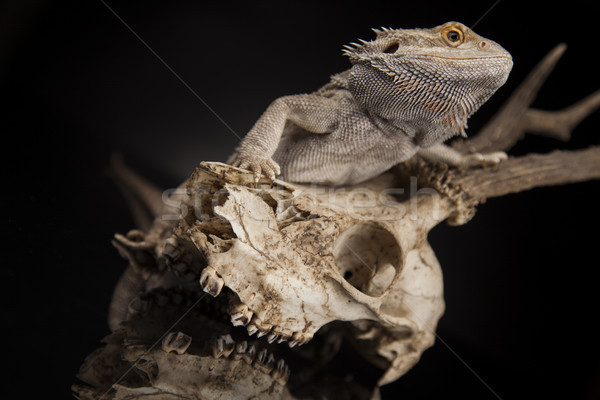 Agancs sárkány gyík fekete tükör koponya Stock fotó © JanPietruszka