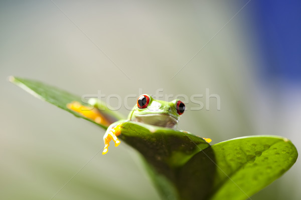 Red eye tree frog Stock photo © JanPietruszka