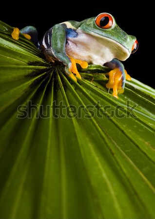 性質 紅色 青蛙 熱帶 寵物 商業照片 © JanPietruszka