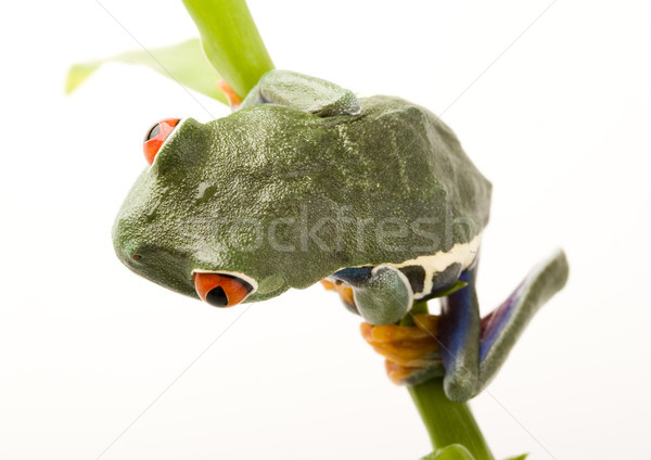 Red eye tree frog on colorful background Stock photo © JanPietruszka