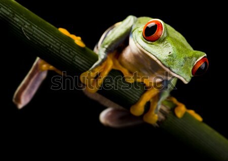 Red eye tree frog on leaf on colorful background Stock photo © JanPietruszka