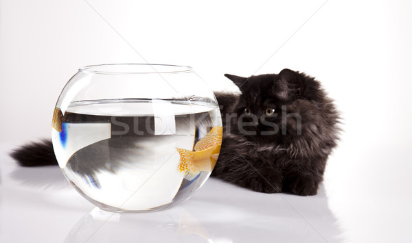 Cat and Fish Stock photo © JanPietruszka