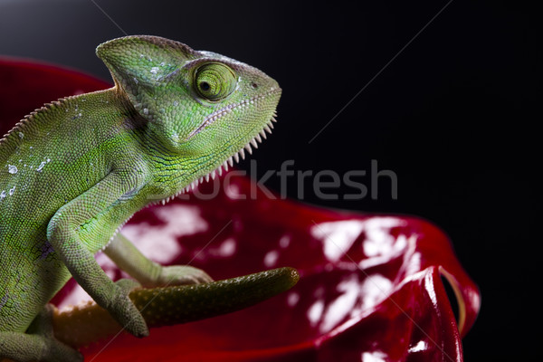 Chameleon and flower Stock photo © JanPietruszka