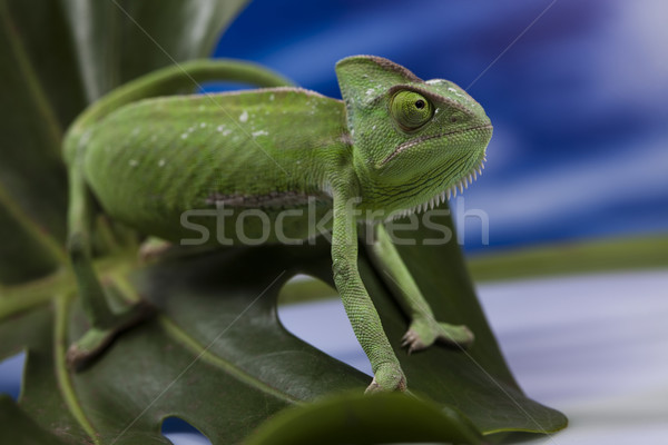 Chameleon on the blue sky Stock photo © JanPietruszka