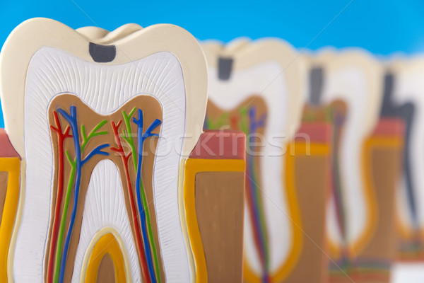 Zahn Anatomie Blut Gesundheit Mund Zähne Stock foto © JanPietruszka