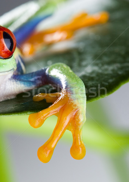 Frog in the jungle on colorful background Stock photo © JanPietruszka