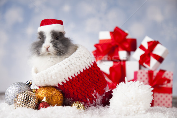Little bunny,Funny rabbit on Christmas background Stock photo © JanPietruszka