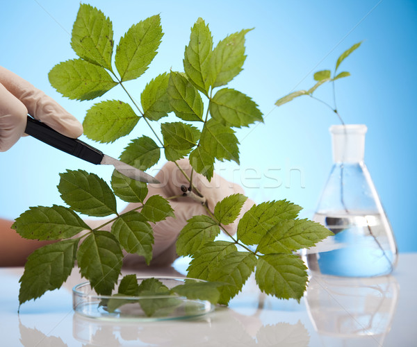 Plant laboratory Stock photo © JanPietruszka