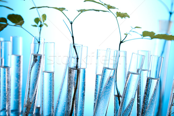 Ecology laboratory experiment in plants Stock photo © JanPietruszka