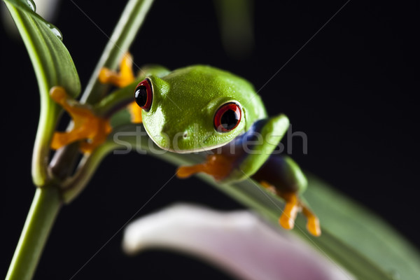 カラフル 自然 葉 赤 カエル ストックフォト © JanPietruszka