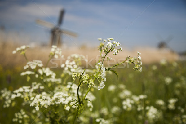 荷蘭人 風車 老 荷蘭 天空 草 商業照片 © JanPietruszka