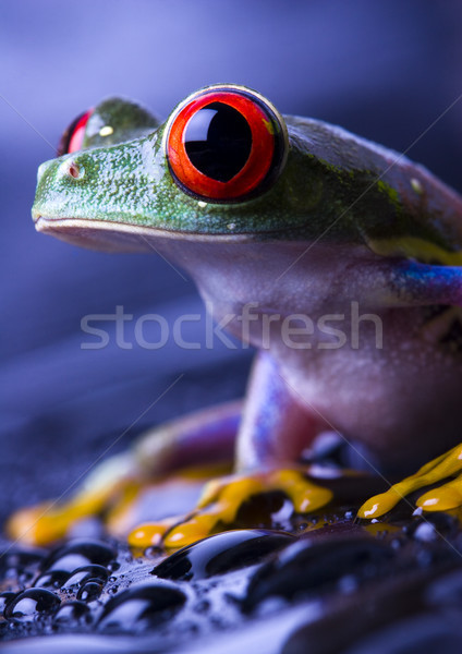 Stok fotoğraf: Kırmızı · kurbağa · renkli · doğa · yaprak