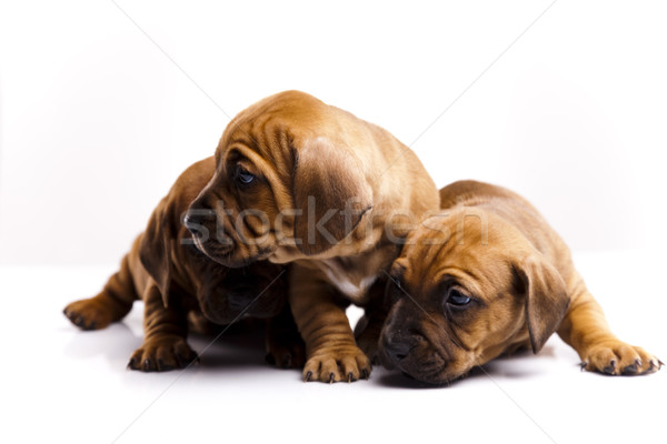 Yavru küçük köpek bebek köpekler genç Stok fotoğraf © JanPietruszka