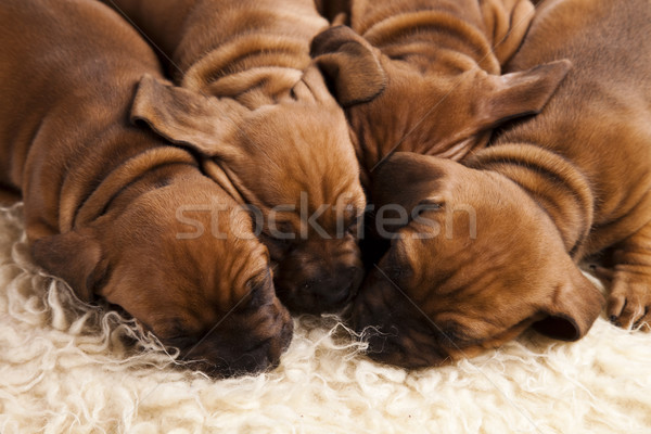 Slaperig puppy weinig hond baby honden Stockfoto © JanPietruszka