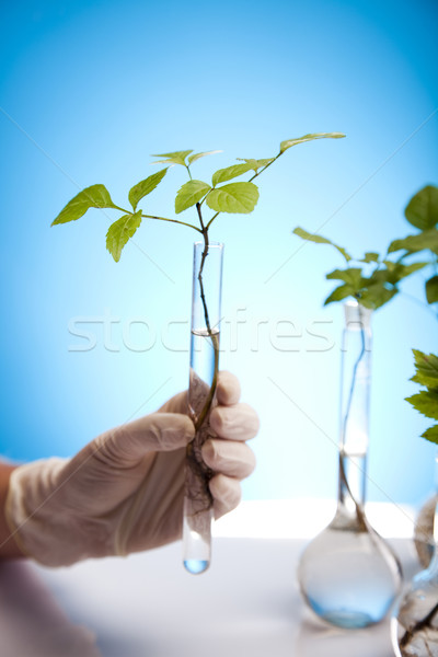 Foto stock: Flora · laboratório · natureza · medicina · planta · lab