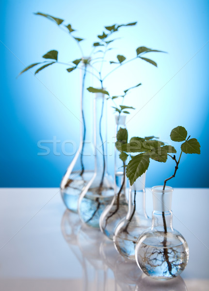 Foto stock: Flora · laboratorio · naturaleza · medicina · planta · laboratorio