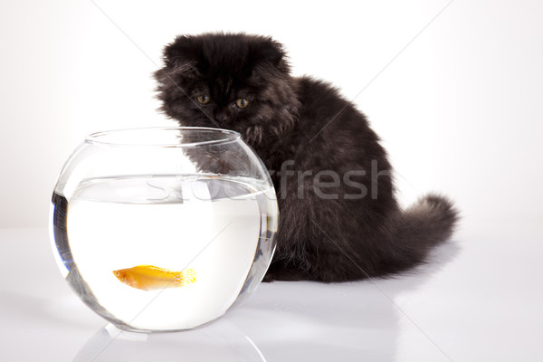 Cat and Fish Stock photo © JanPietruszka