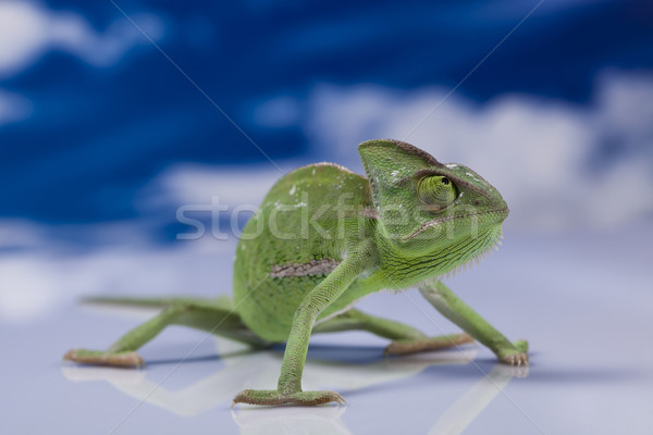 Chamäleon blauer Himmel Kreuz Hintergrund Porträt Tiere Stock foto © JanPietruszka