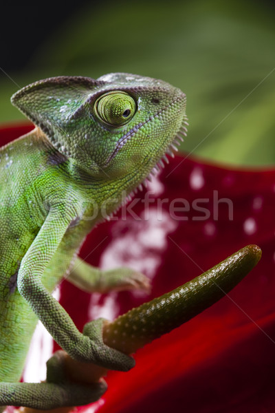 Stockfoto: Kameleon · bloem · kruis · achtergrond · portret · dieren