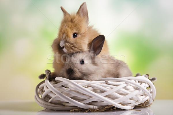 Frohe Ostern wenig bunny Ei funny Muster Stock foto © JanPietruszka