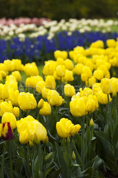 Tulips background, spring colorful vivid theme Stock photo © JanPietruszka