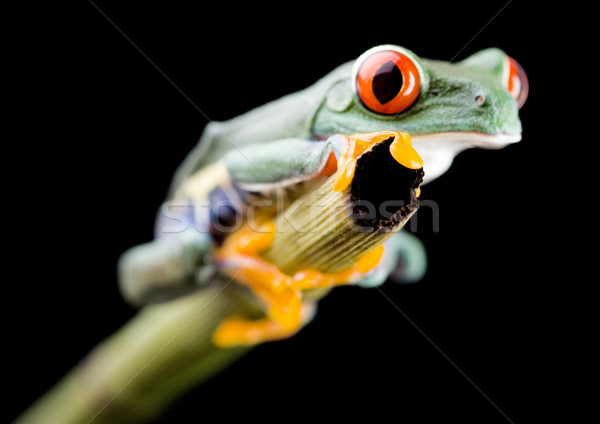 Laubfrosch farbenreich Natur Blatt rot Frosch Stock foto © JanPietruszka