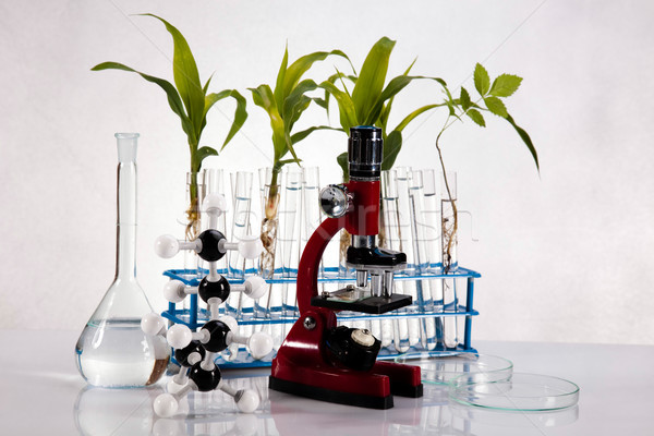Plant reageerbuis handen wetenschapper medische leven Stockfoto © JanPietruszka