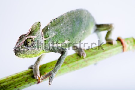 Chameleon jasne żywy egzotyczny klimat kwiat Zdjęcia stock © JanPietruszka