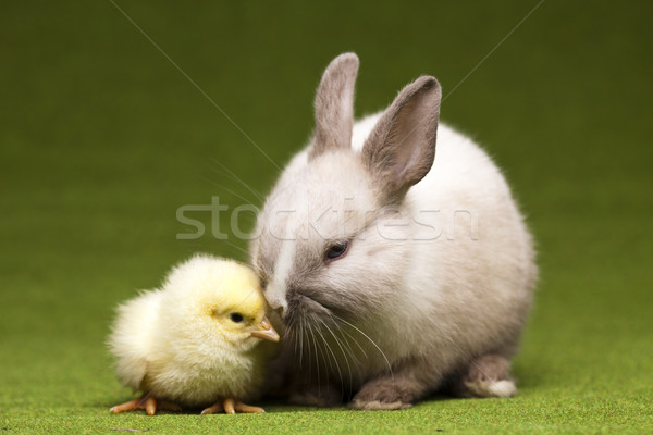 Chick in bunny Stock photo © JanPietruszka