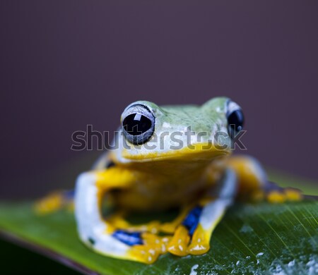 Green tree frog Stock photo © JanPietruszka